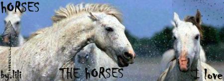 Les chevaux c'est toute ma vie